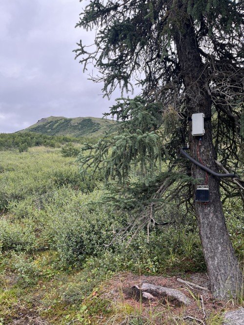 Mini Field Station installed at an Alaskan treeline study site