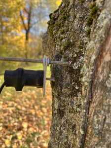 Point-Dendrometer sensor as it is installed to a tree.