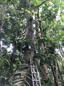 A just completed installation of the HSI Mini Field Station and Point-Dendrometer in a Puerto Rican rainforest.