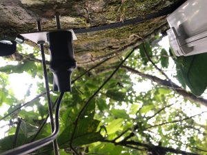 Close up view of the HSI Point-Dendrometer installed in the rainforest of Puerto Rico.