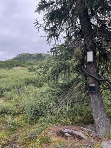 The Mini Field Station and Point-Dendrometer by HSI installed on a spruce in Alaska.